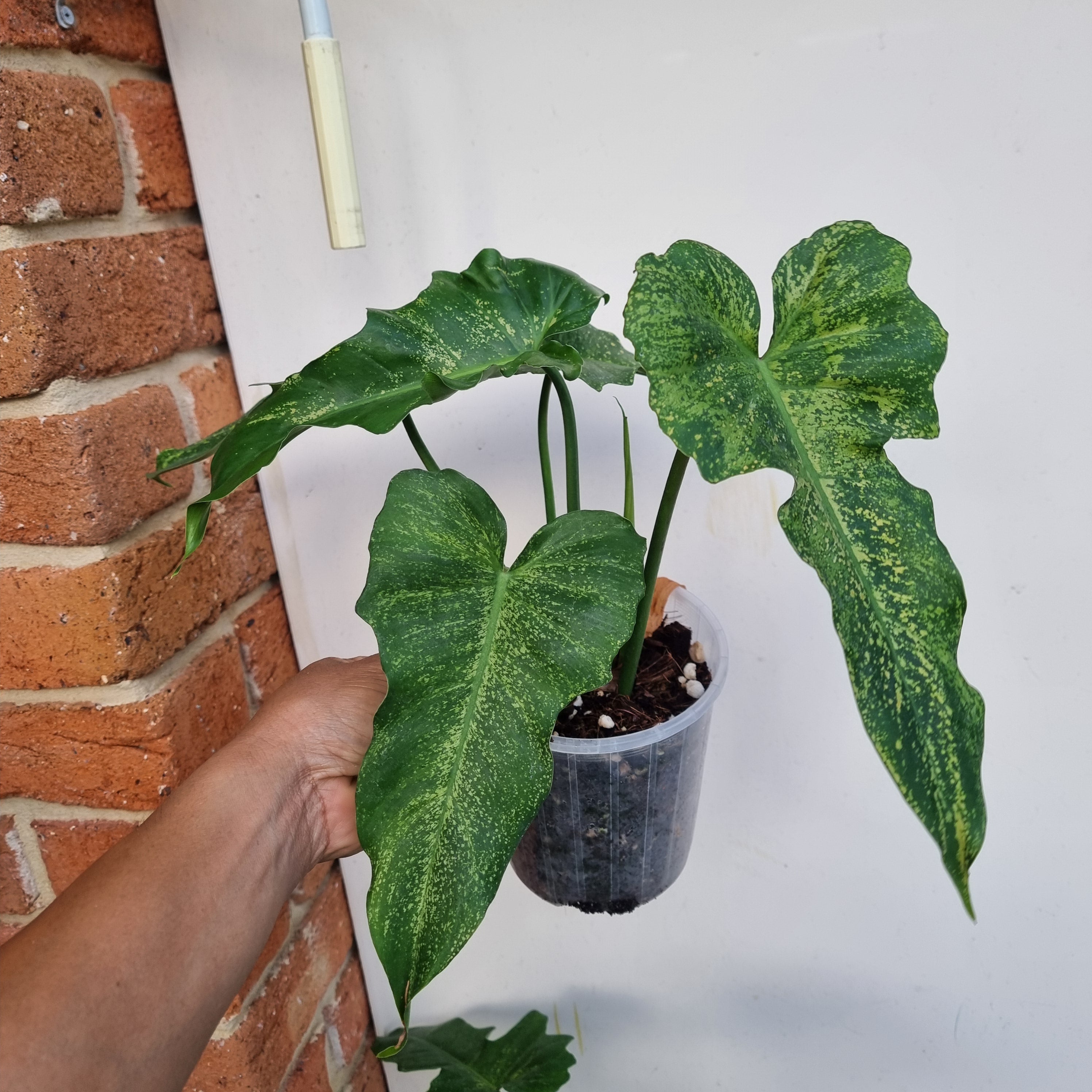 04」Philodendron Golden Dragon MINT variegated