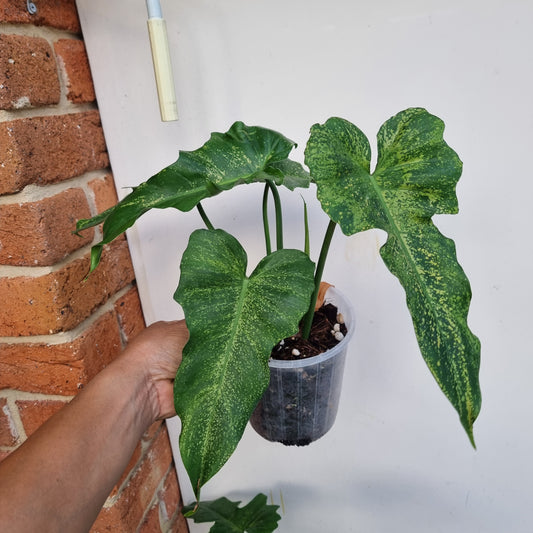 Philodendron Golden dragon 'Gold spot'