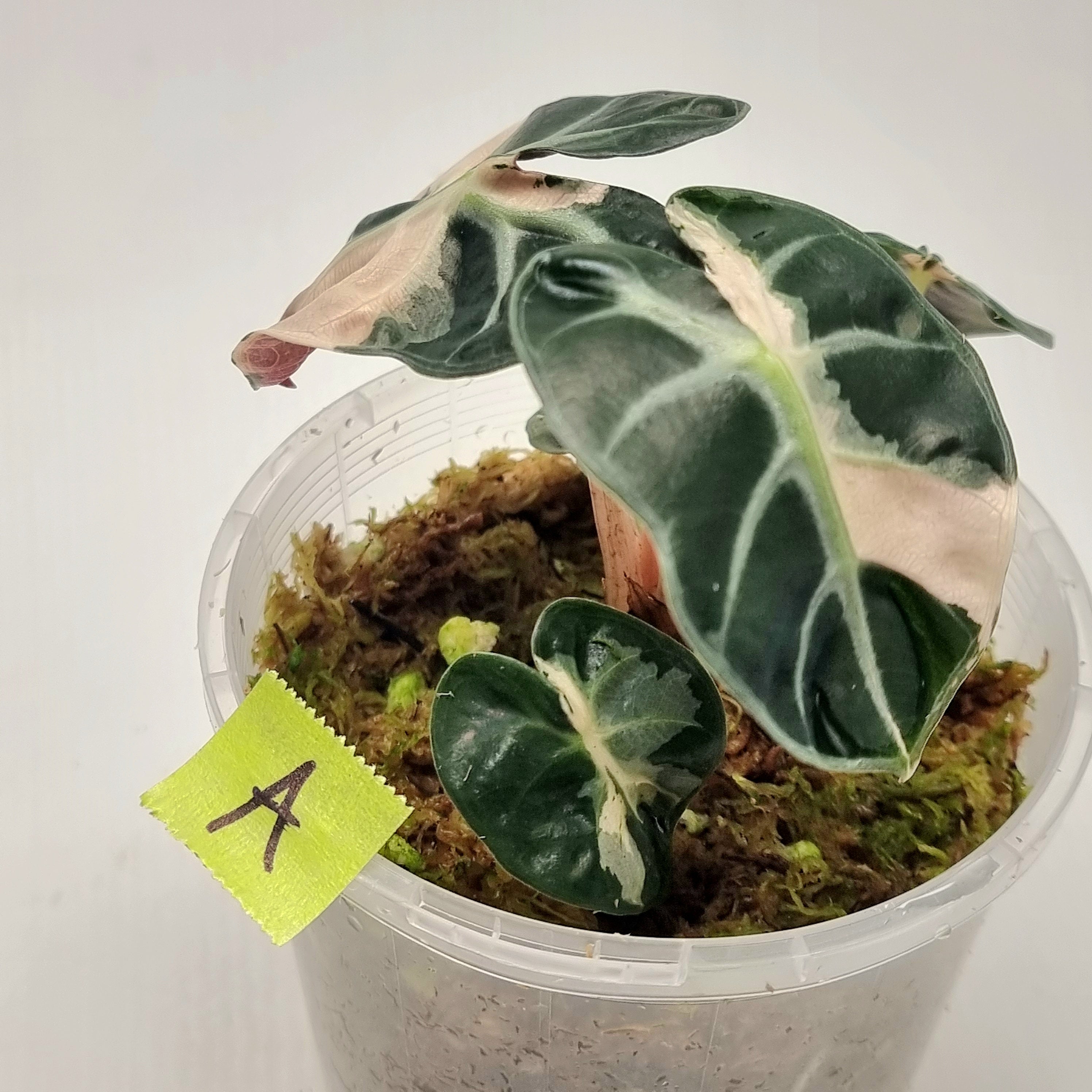 Alocasia 'Balloon Heart' Pink Variegated (wk12-A) – Rare