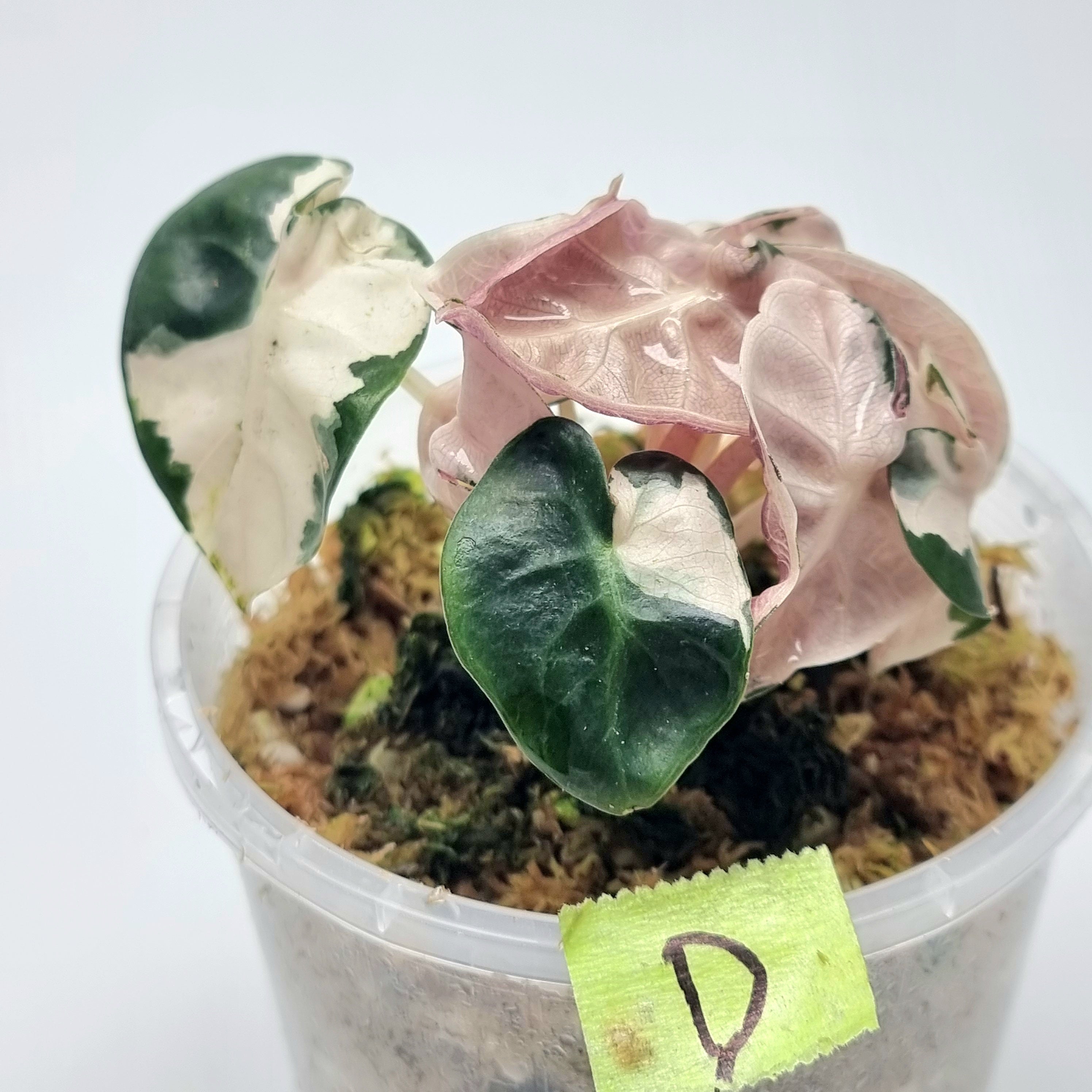 Alocasia Heart Balloon Pink Variegated – Flora Magnifica
