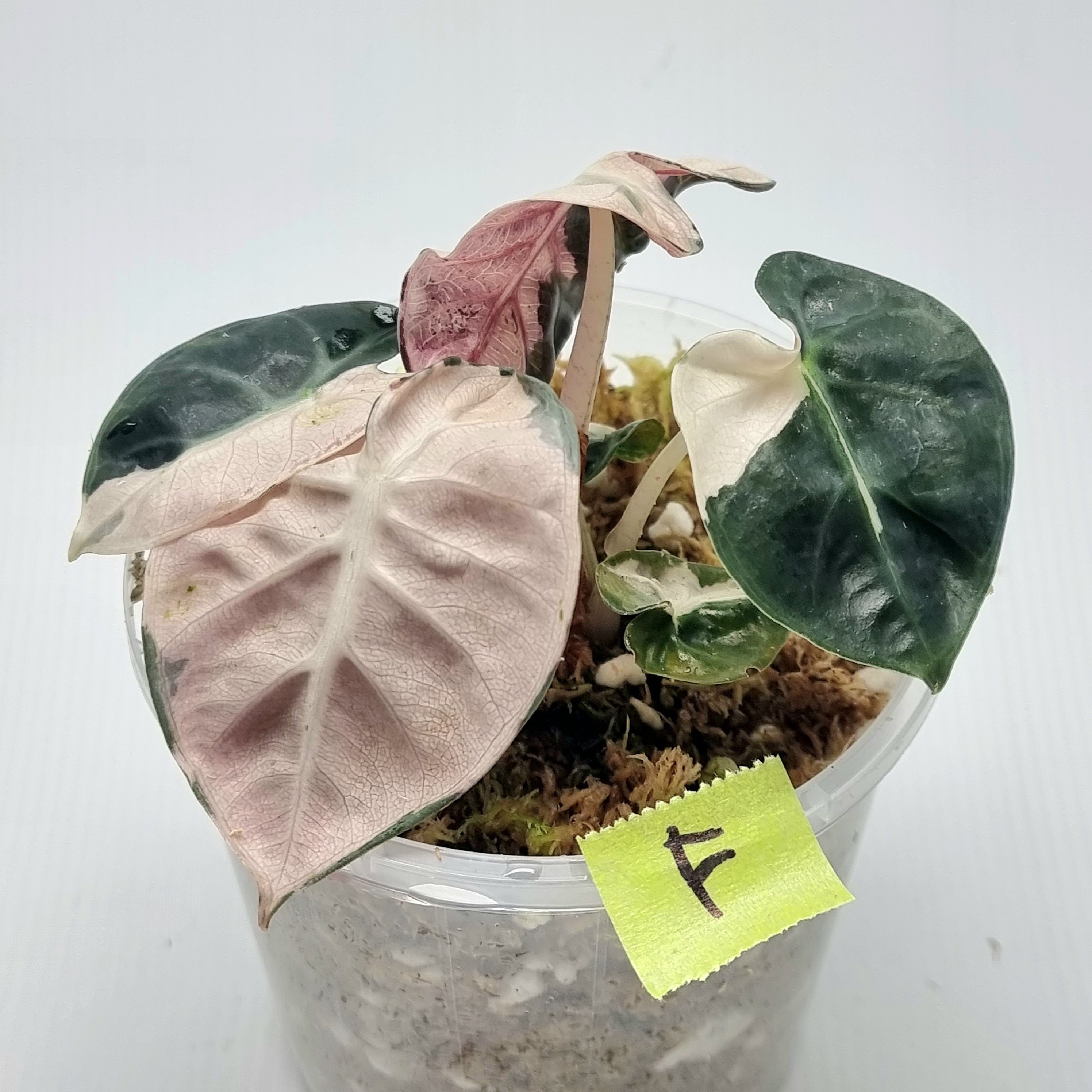 Alocasia Heart Balloon Pink Variegated – Flora Magnifica