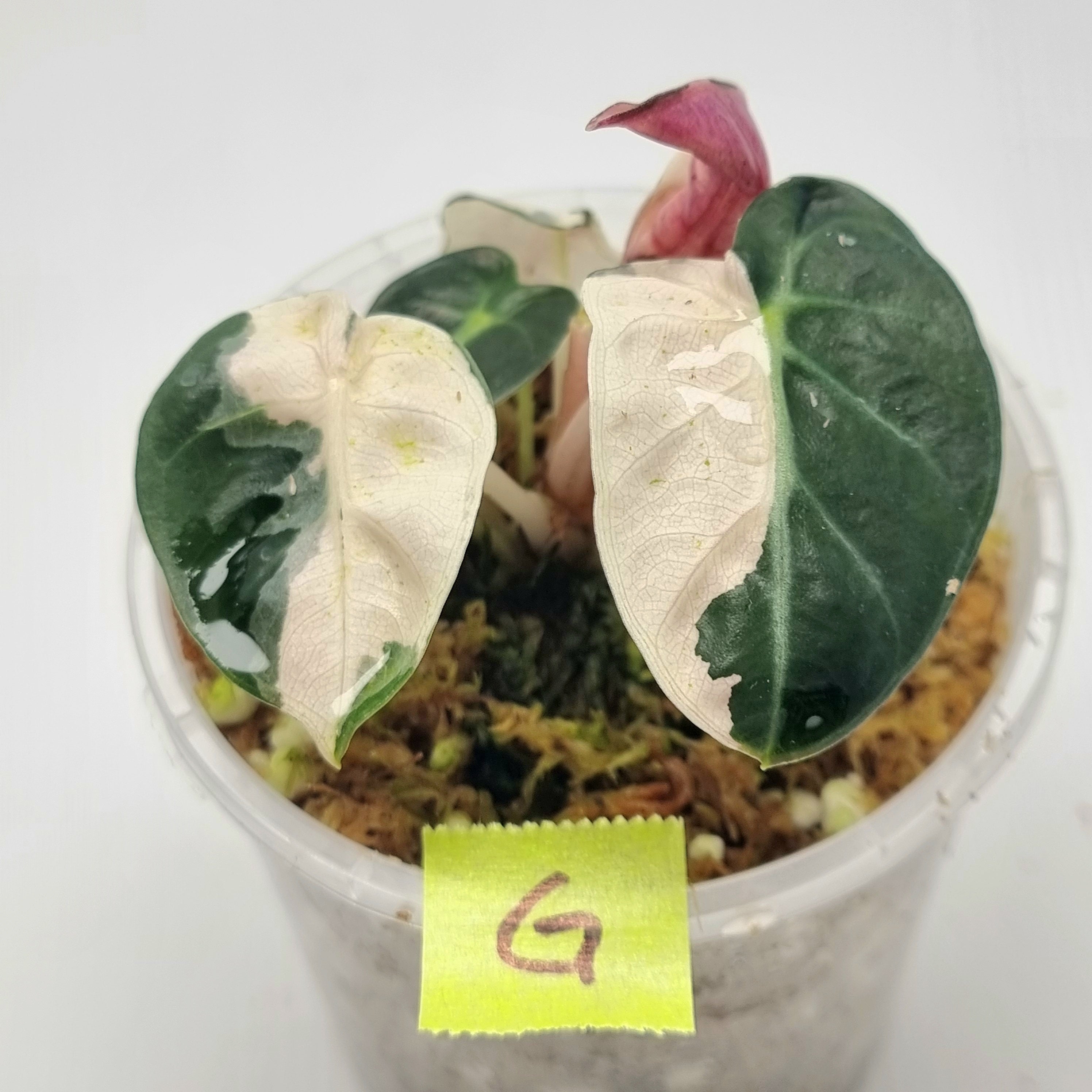 Alocasia Heart Balloon Pink Variegated – Flora Magnifica Alocasia Heart Balloon Pink Variegated – Flora Magnifica