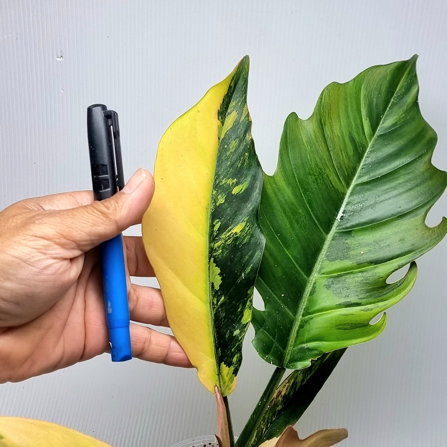 Philodendron Caramel Marble, 100mm pot