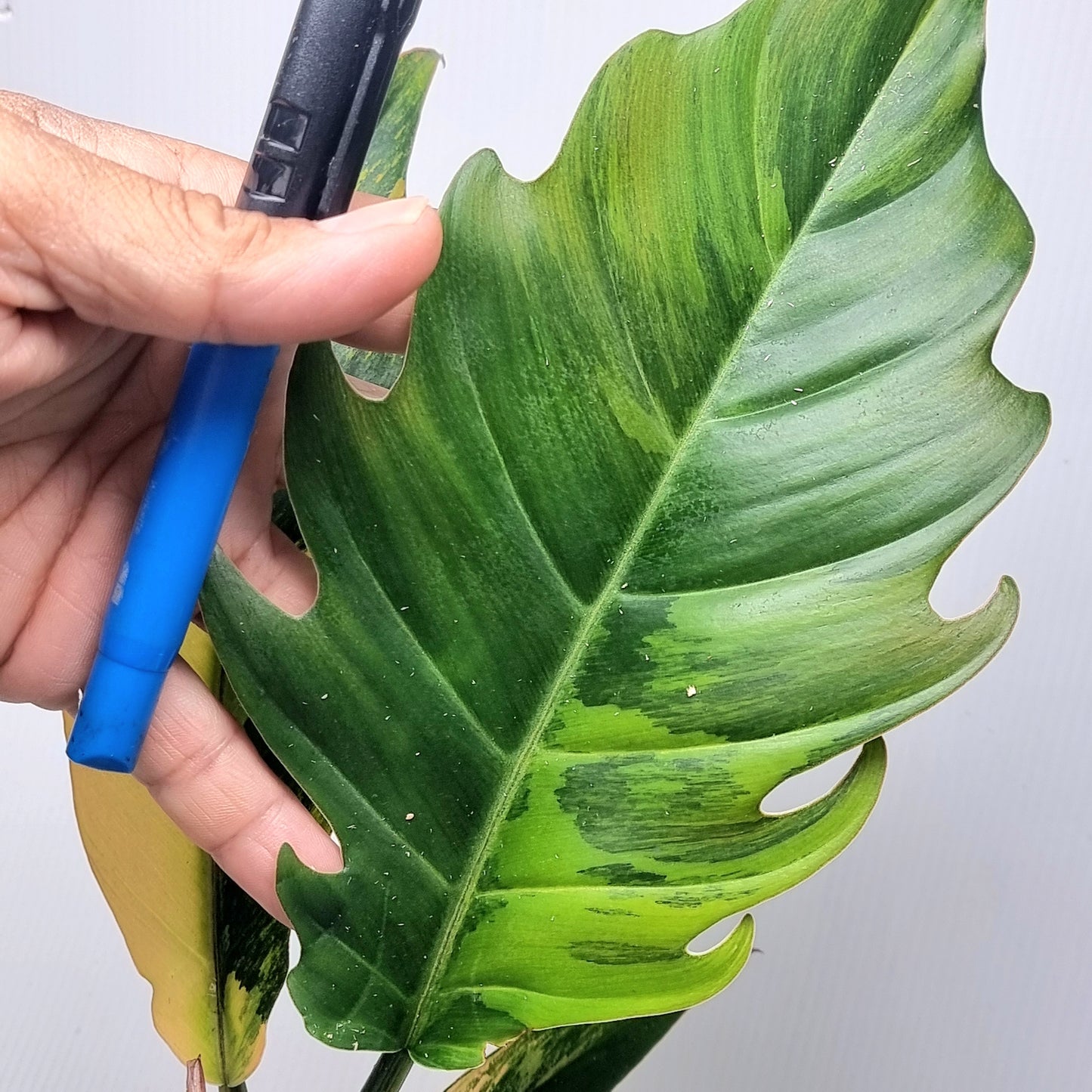 Philodendron Caramel Marble, 100mm pot