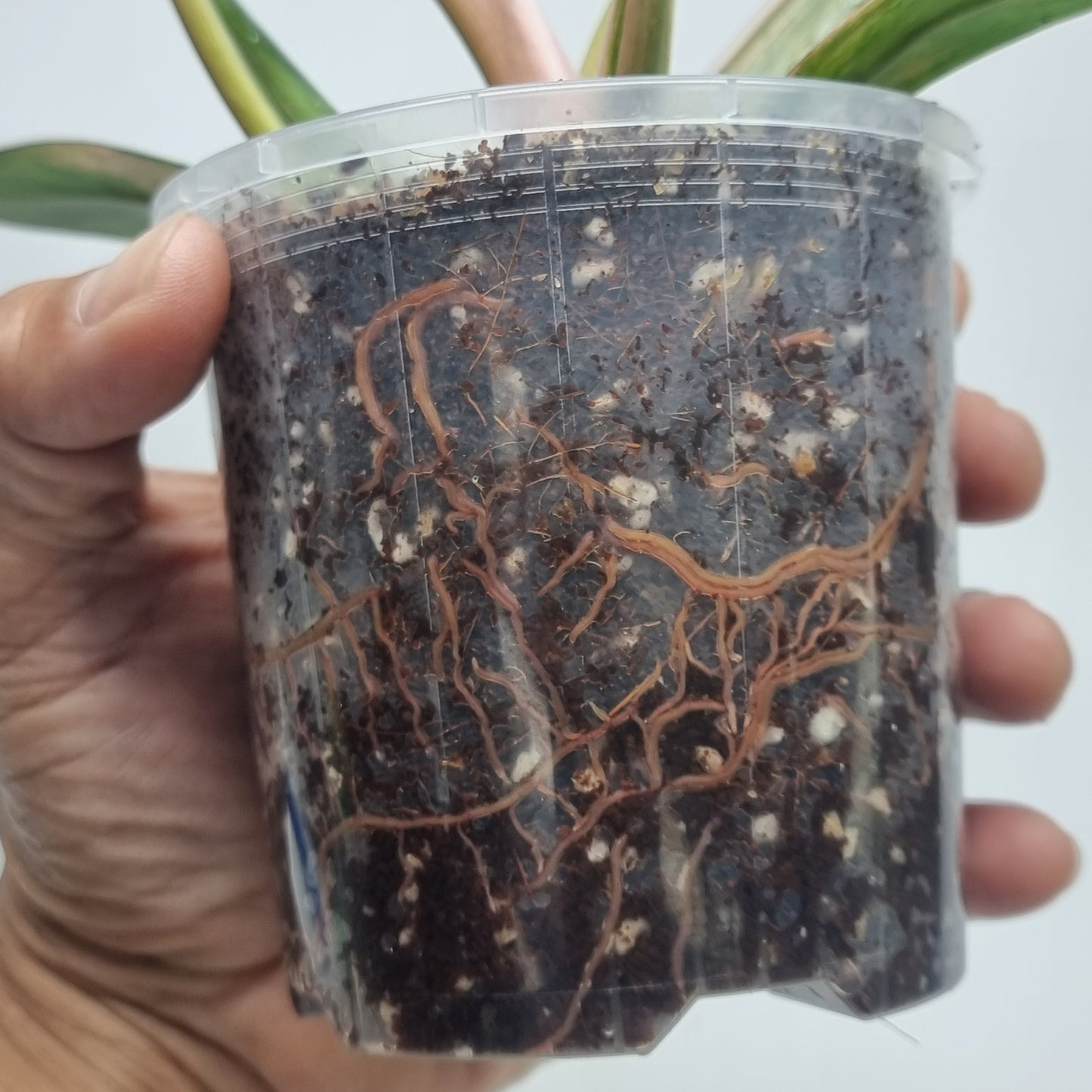 Philodendron Caramel Marble, 100mm pot