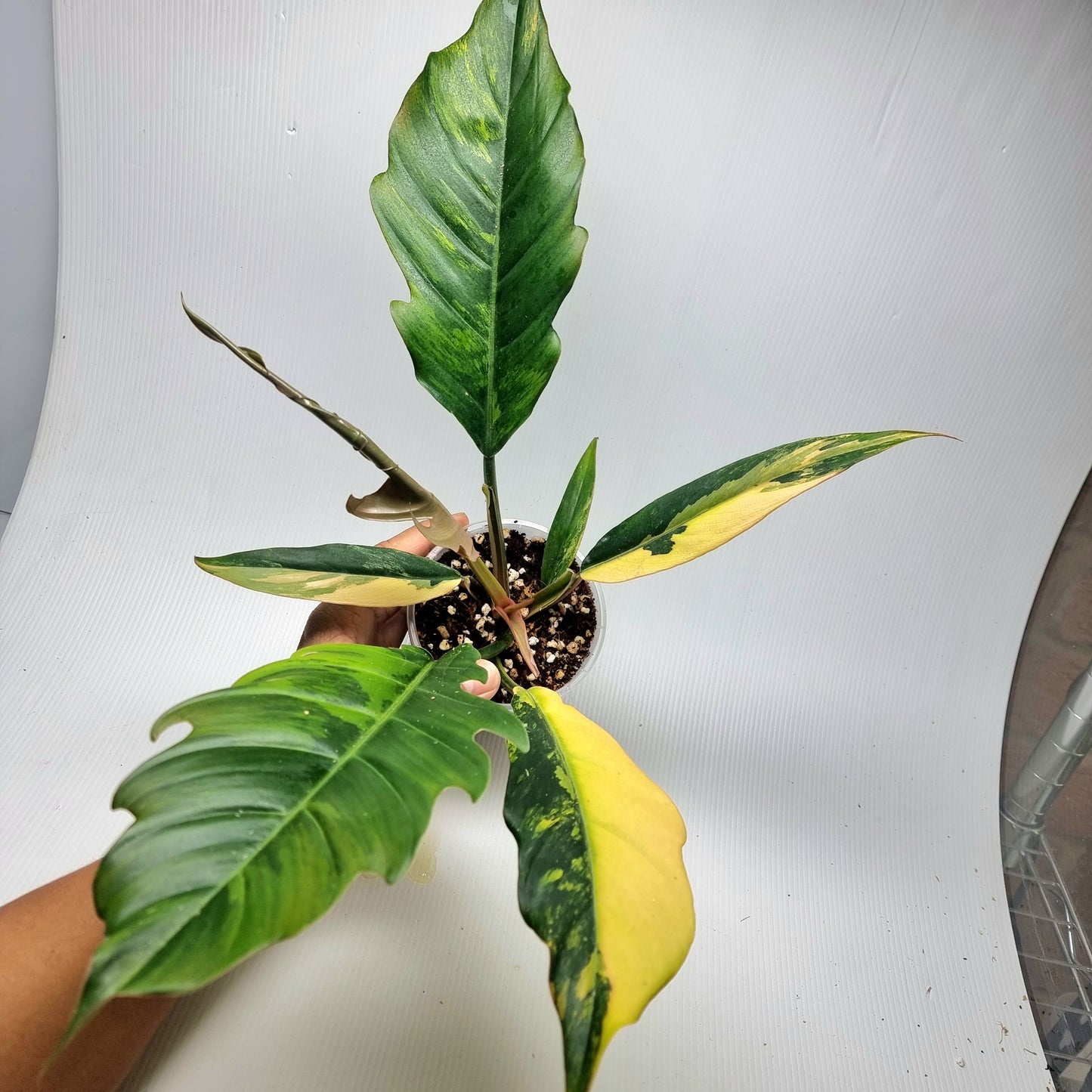 Philodendron Caramel Marble, 100mm pot