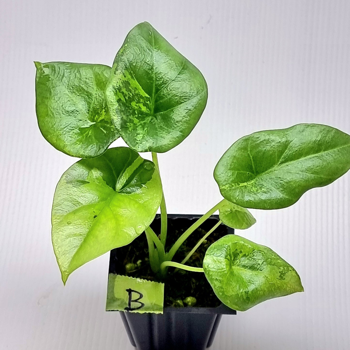 Alocasia sinuata Aurea Variegated