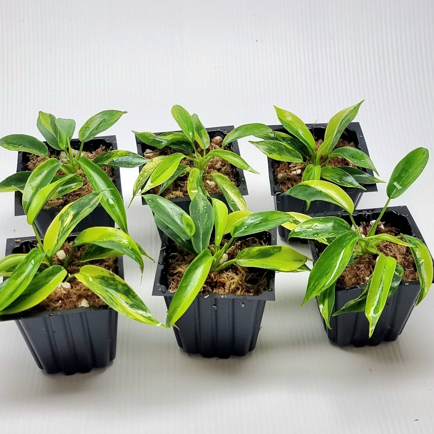 Philodendron Florida Beauty