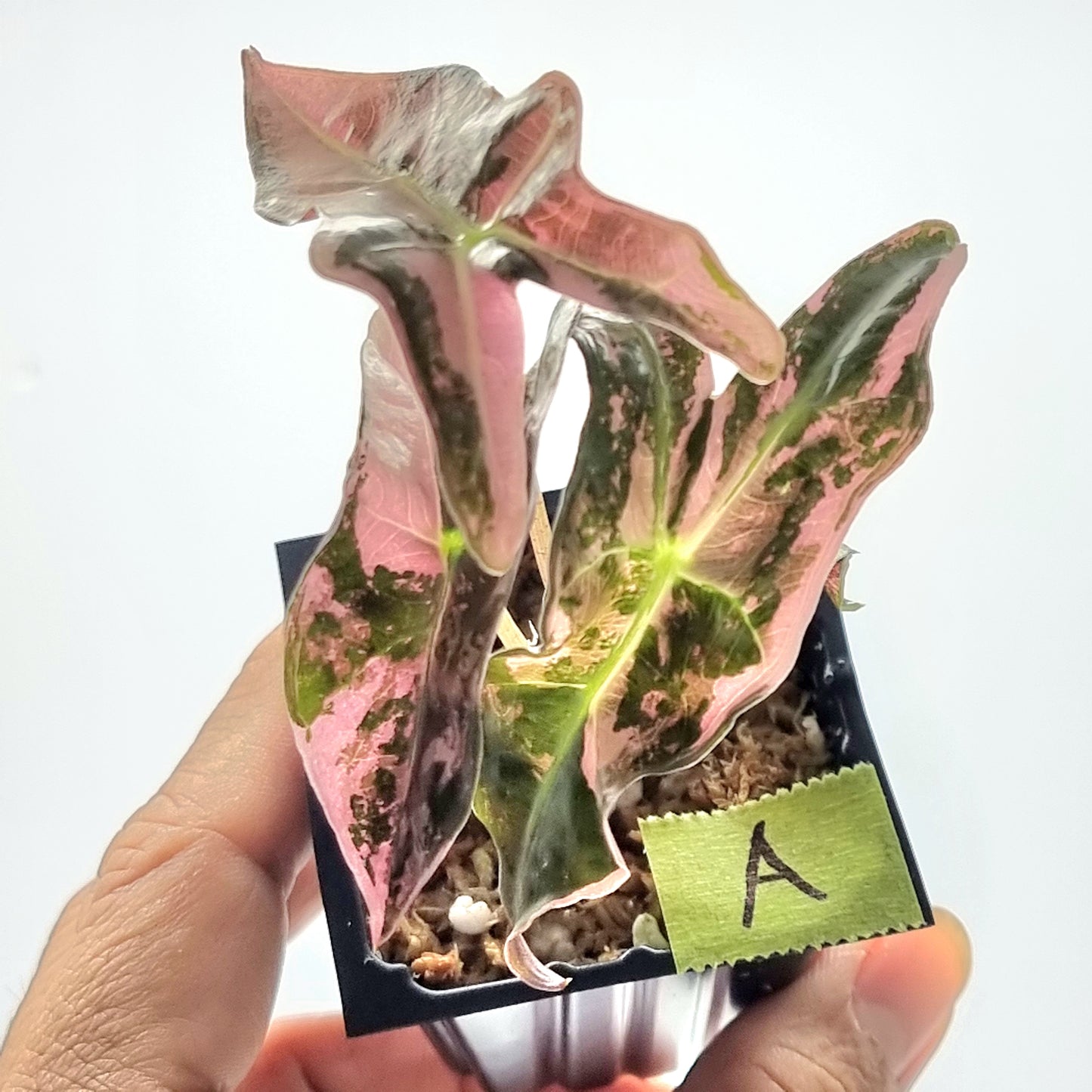 Alocasia sanderiana "Nobilis" Pink Variegated