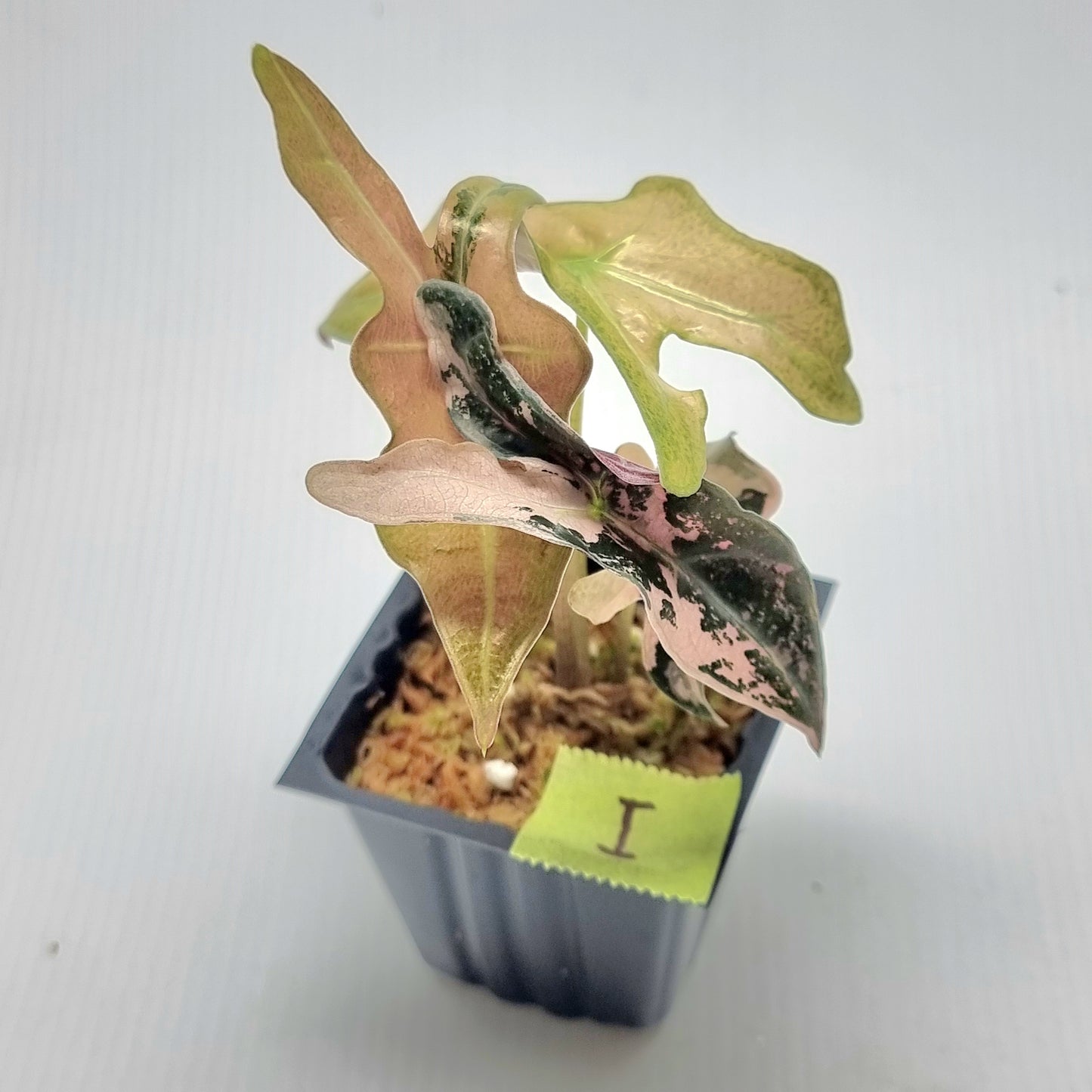 Alocasia sanderiana "Nobilis" Pink Variegated