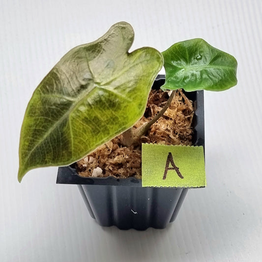 Alocasia pseudosanderiana Aurea Variegated