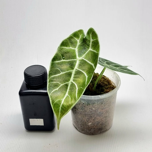 Alocasia longiloba watsoniana Reverted