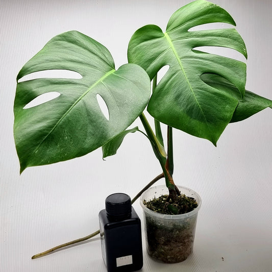 Monstera borsigiana albo LOW variegated