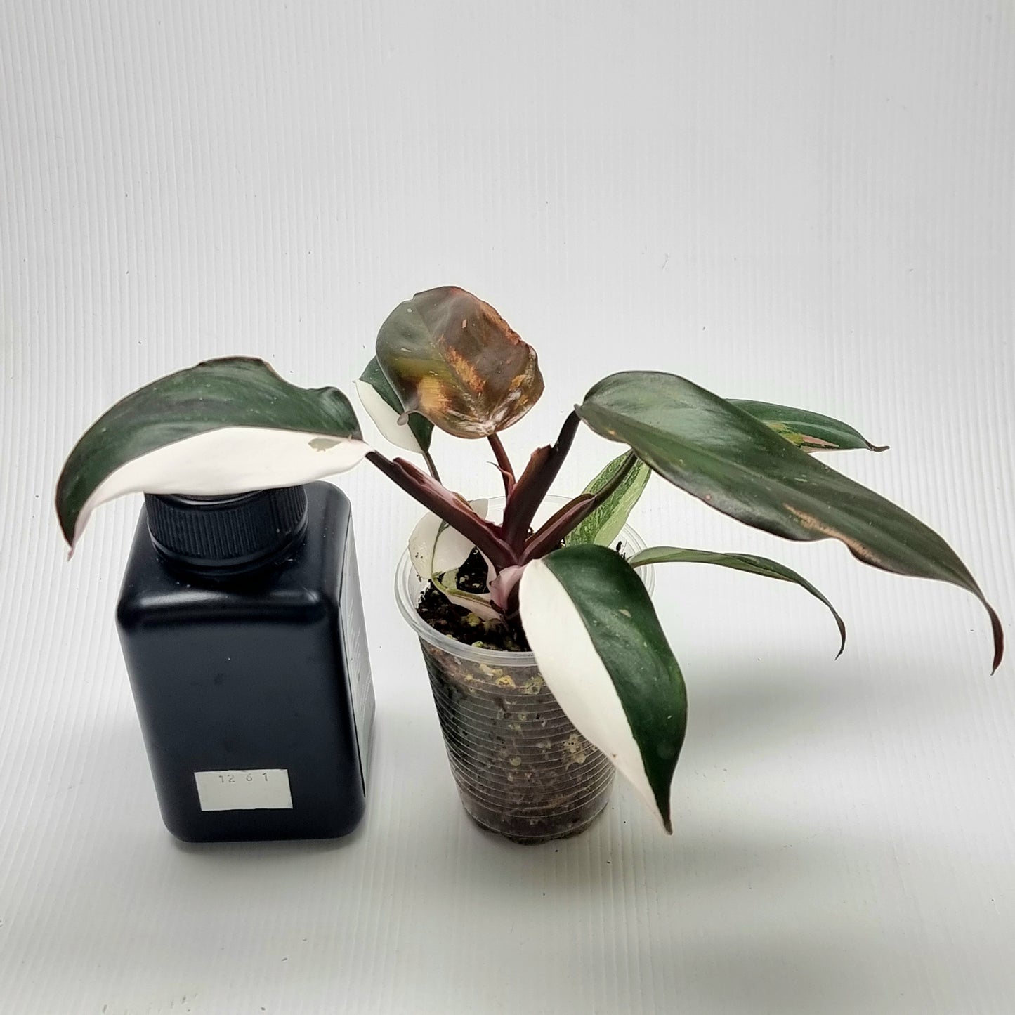 Philodendron Red Anderson variegated (M)