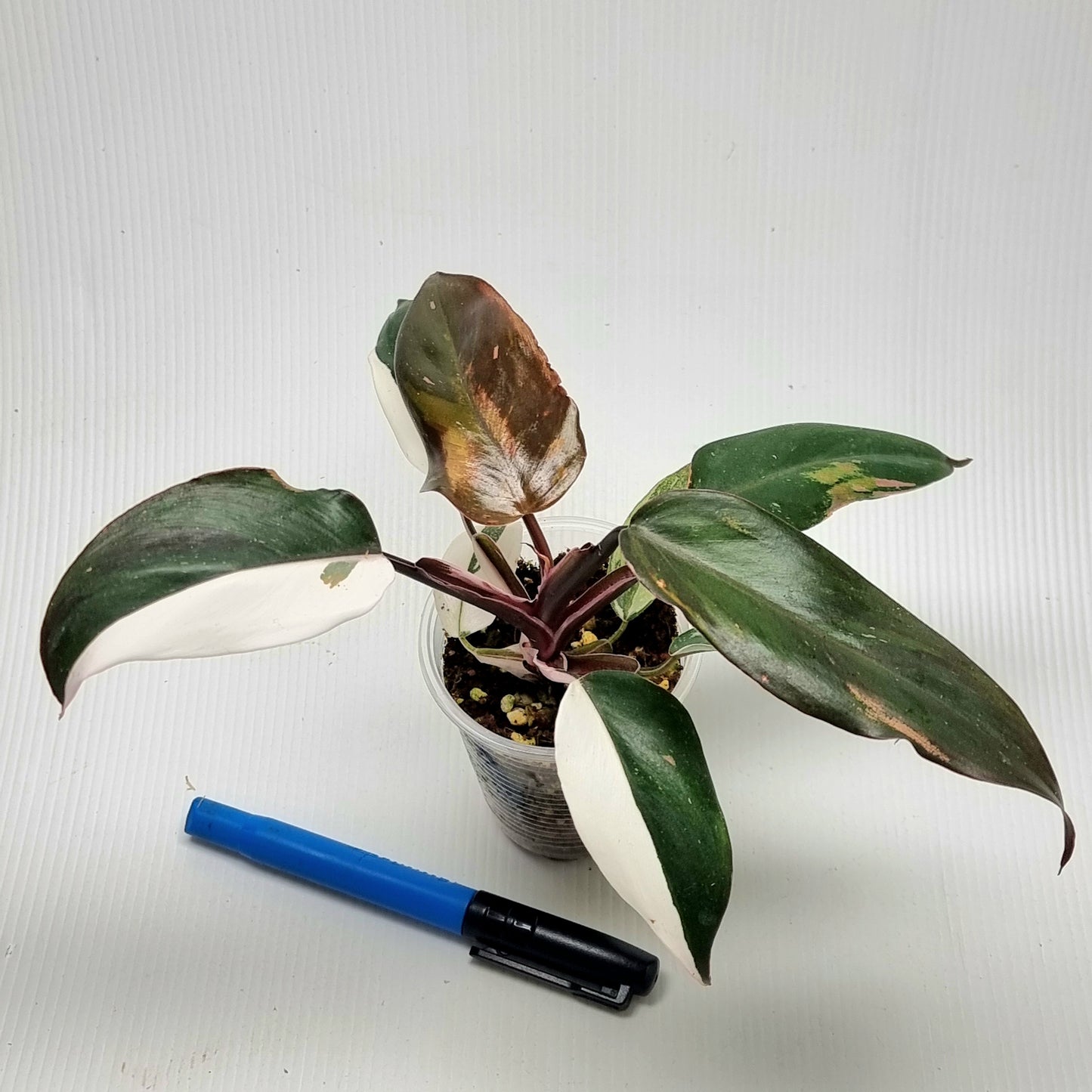 Philodendron Red Anderson variegated (M)