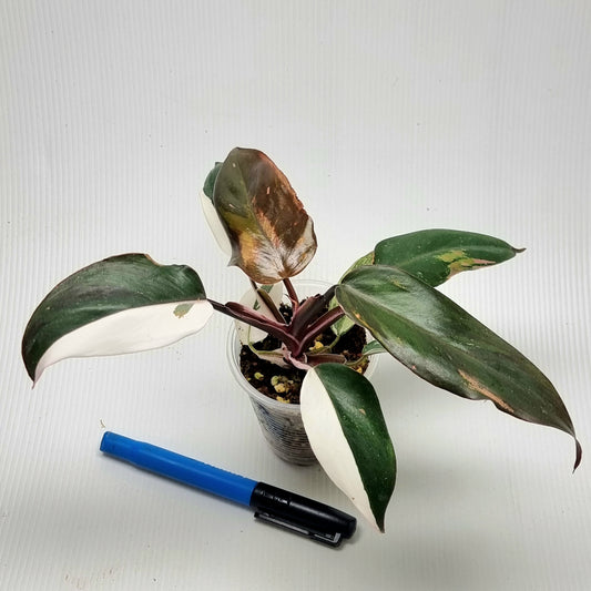 Philodendron Red Anderson variegated (M)