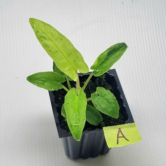 Alocasia Lauterbachiana Aurea Variegated