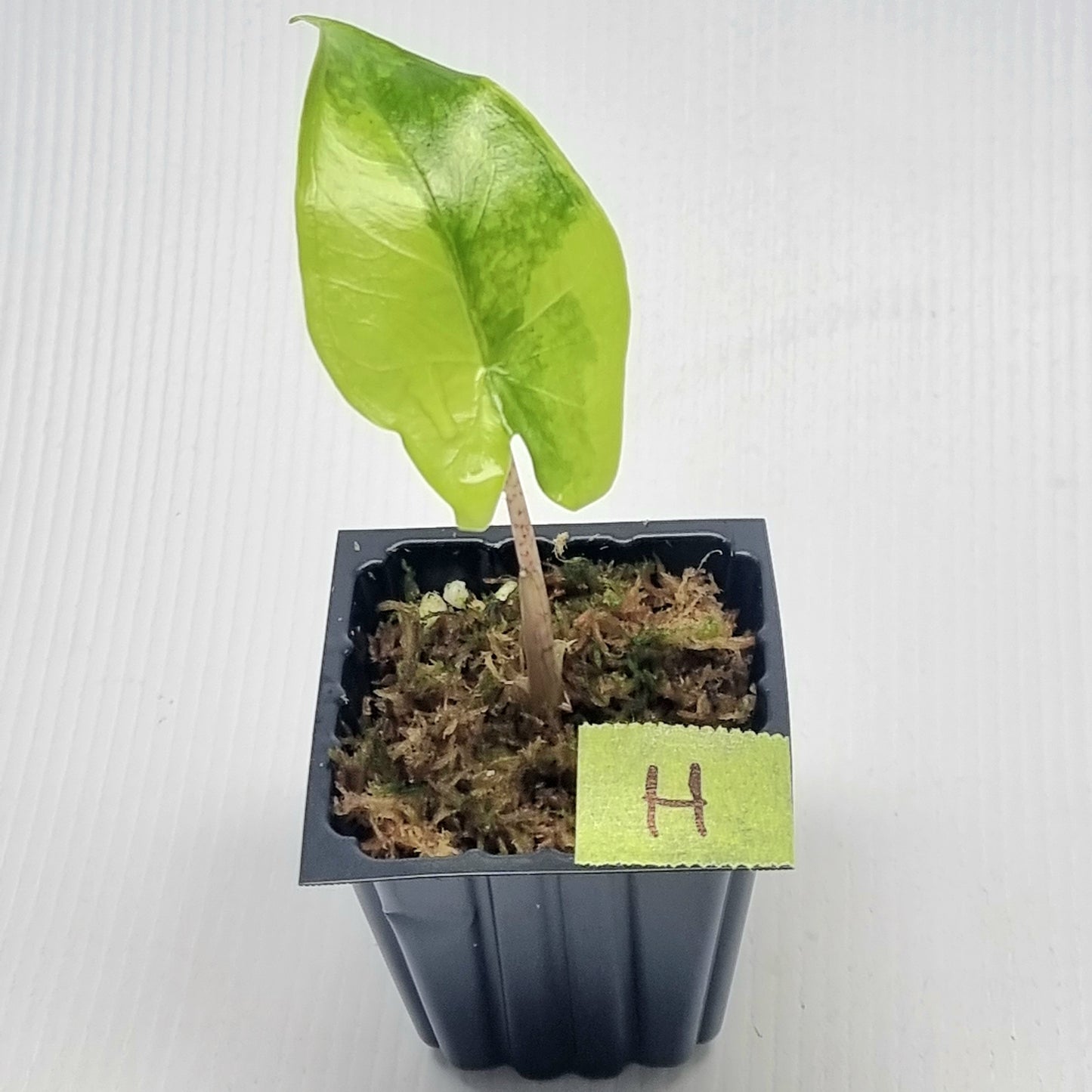 Alocasia tigrina superba Variegated