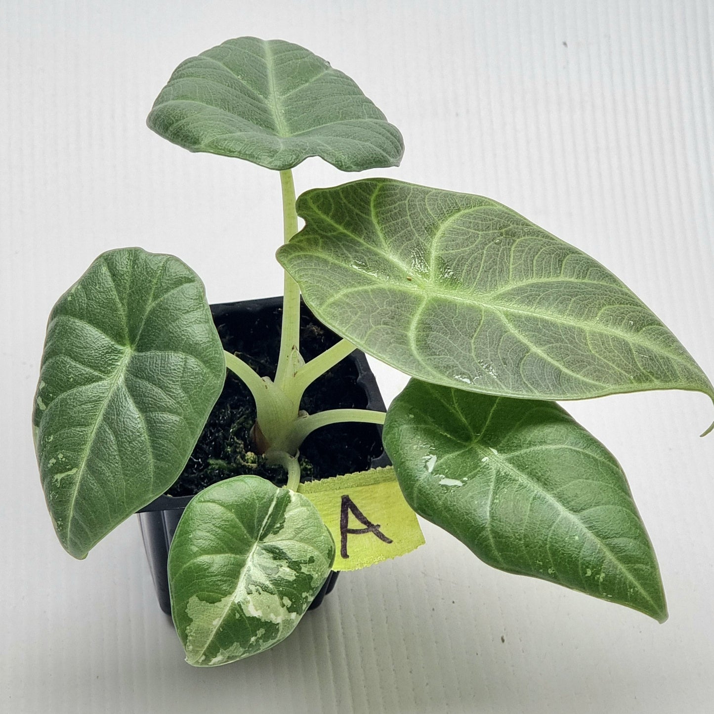 Alocasia Maharani Albo LOW Variegated