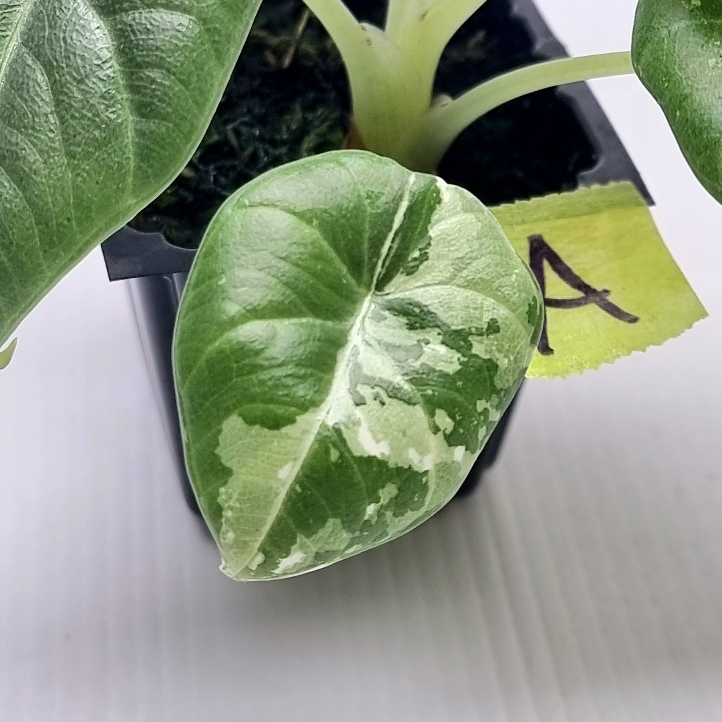 Alocasia Maharani Albo LOW Variegated