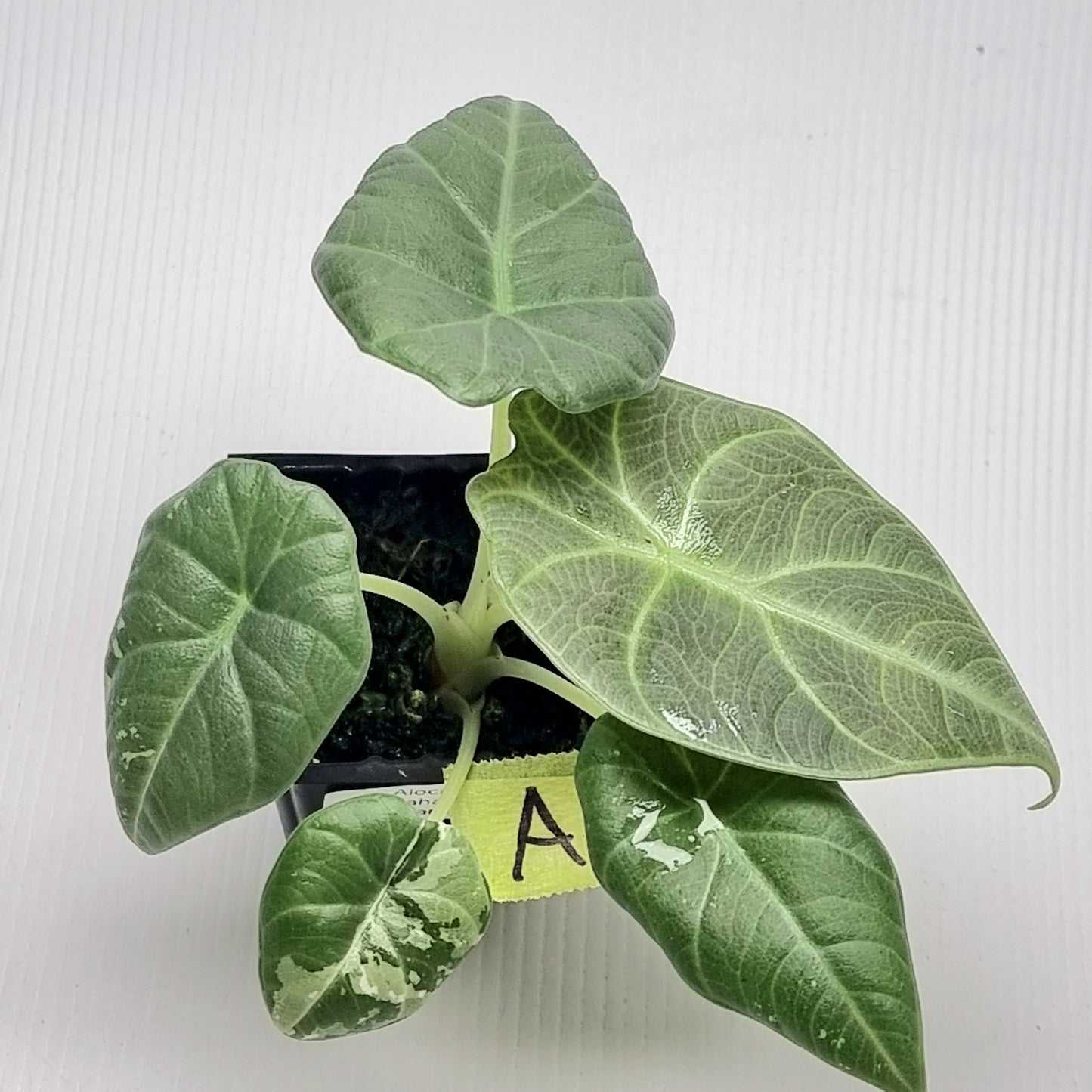 Alocasia Maharani Albo LOW Variegated