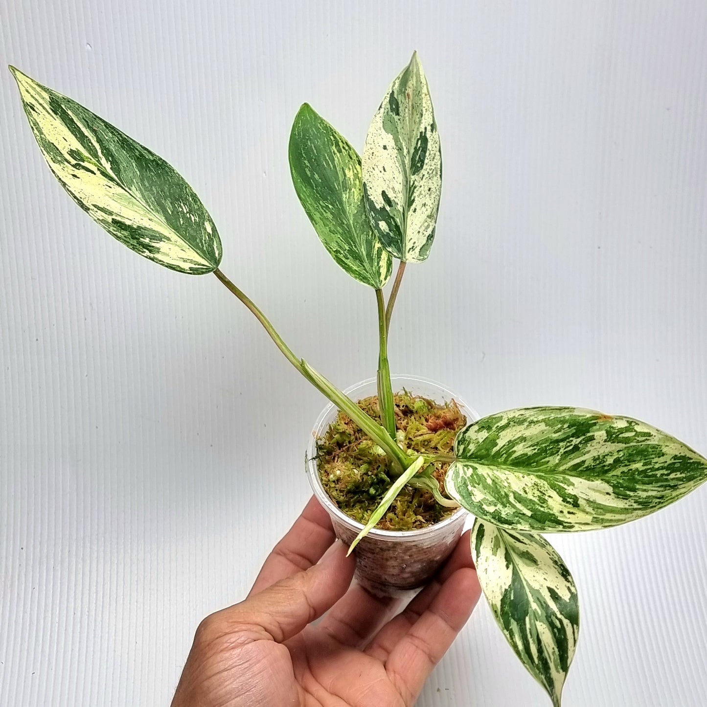 Philodendron Emerald Queen Marble