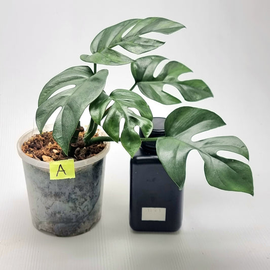 Rhaphidophora tetrasperma Green on Green Variegated