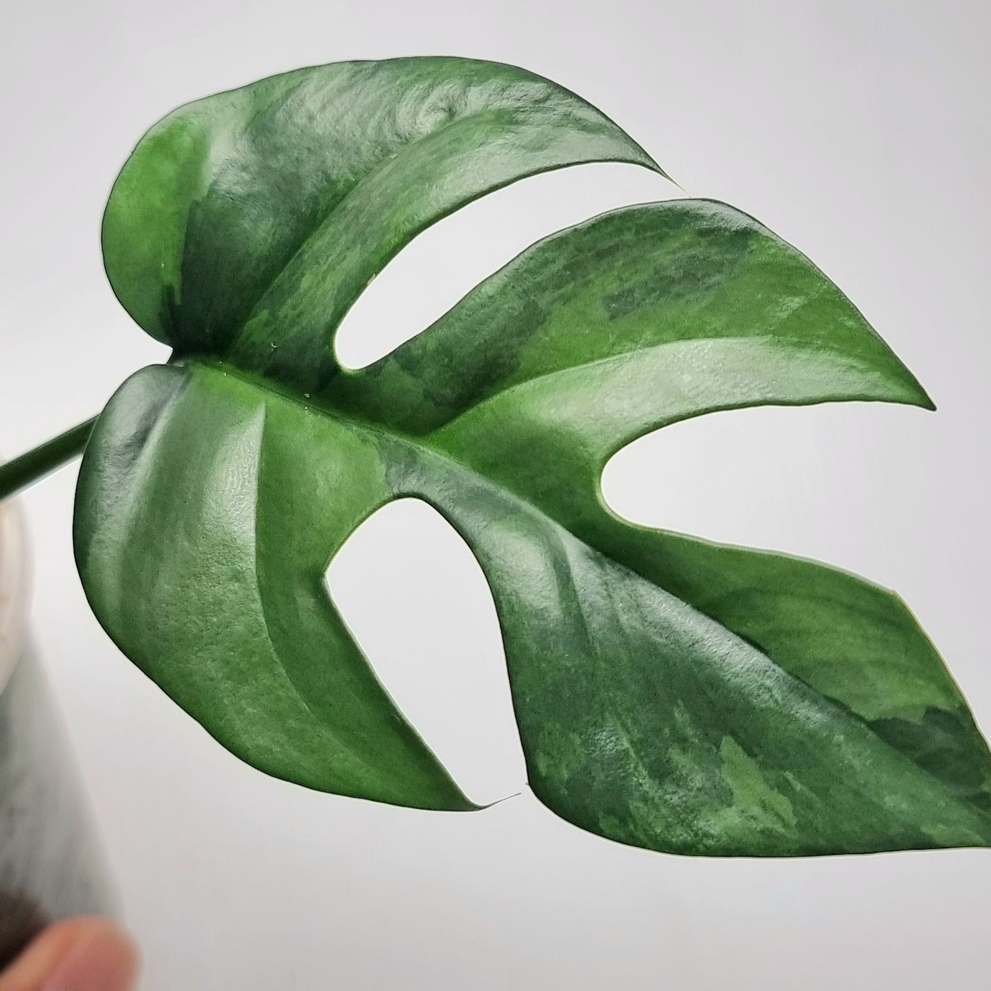 Rhaphidophora tetrasperma Green on Green Variegated