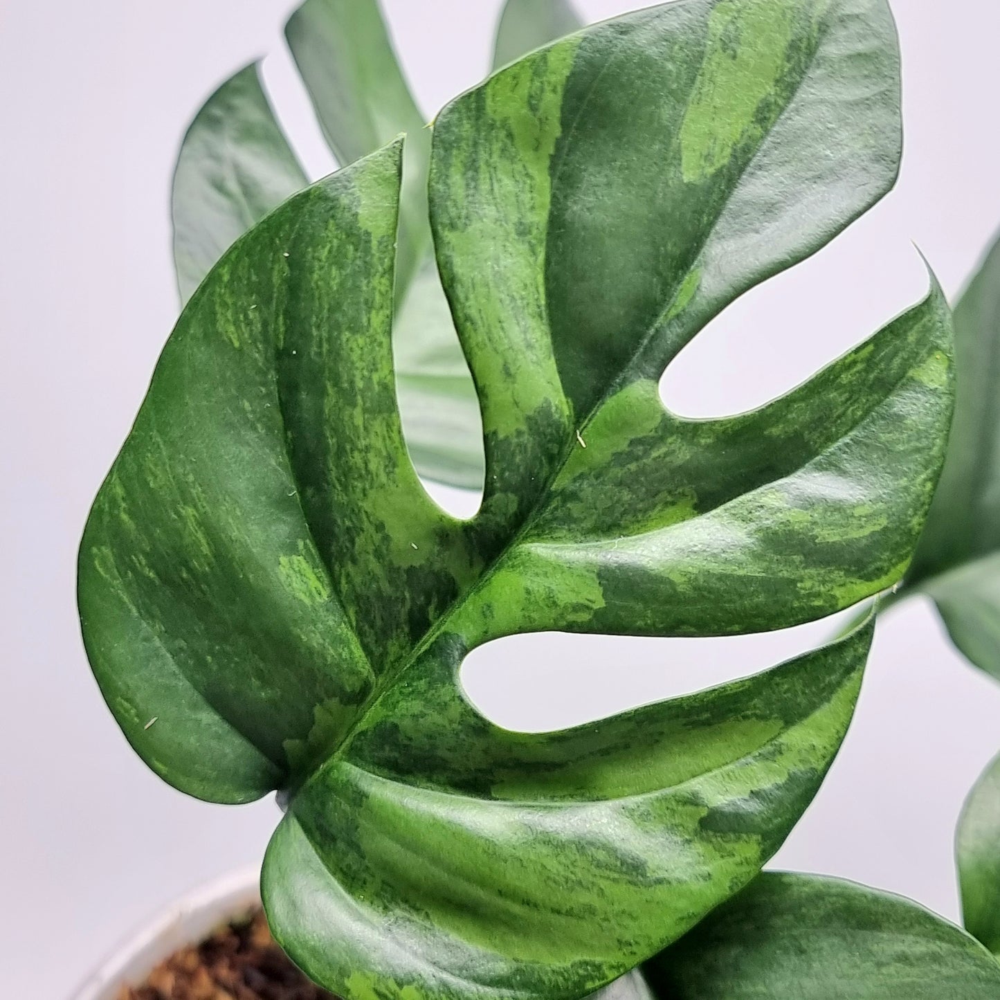 Rhaphidophora tetrasperma Green on Green Variegated