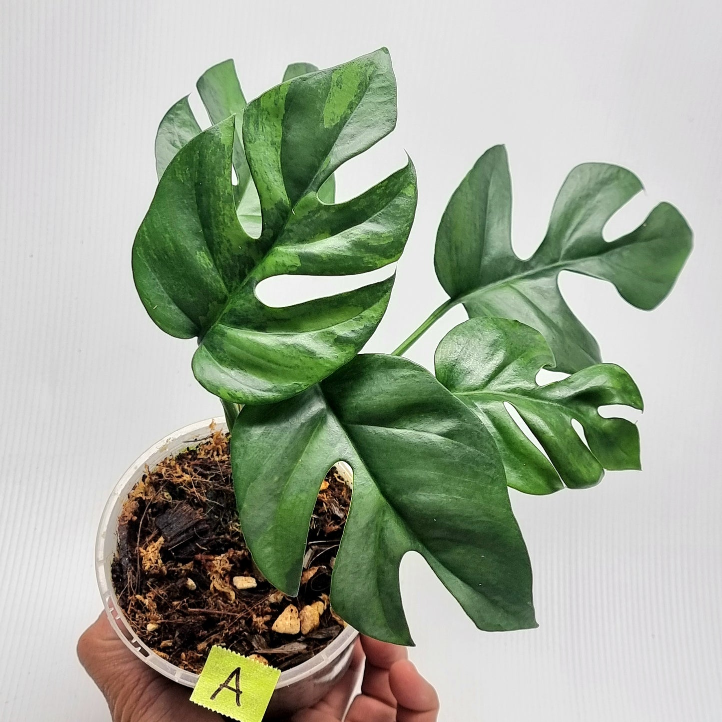 Rhaphidophora tetrasperma Green on Green Variegated