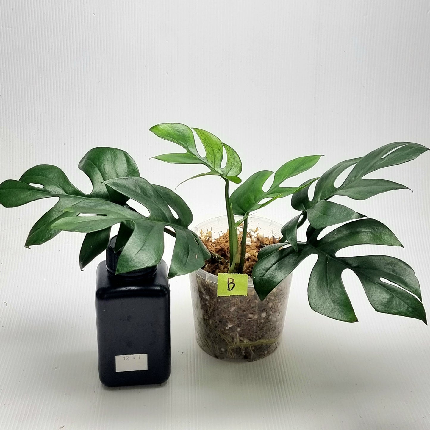 Rhaphidophora tetrasperma Green on Green Variegated
