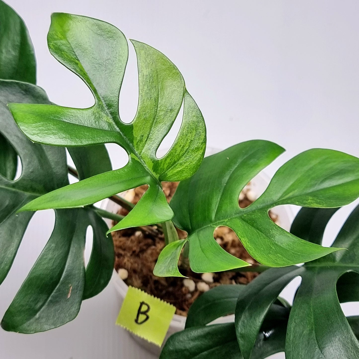 Rhaphidophora tetrasperma Green on Green Variegated