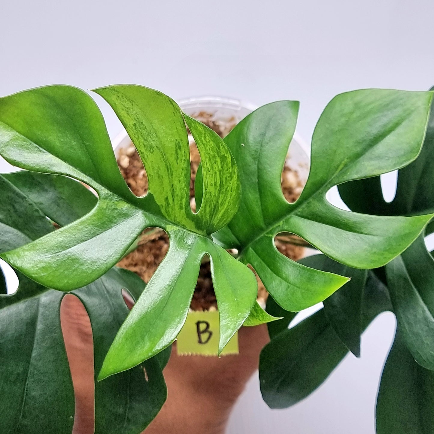 Rhaphidophora tetrasperma Green on Green Variegated