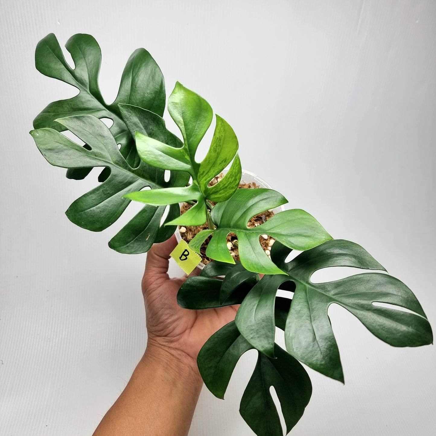 Rhaphidophora tetrasperma Green on Green Variegated
