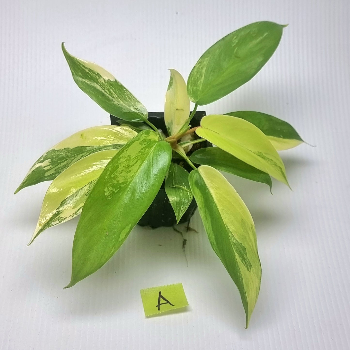 Philodendron squamiferum X P. Florida Beauty Variegated