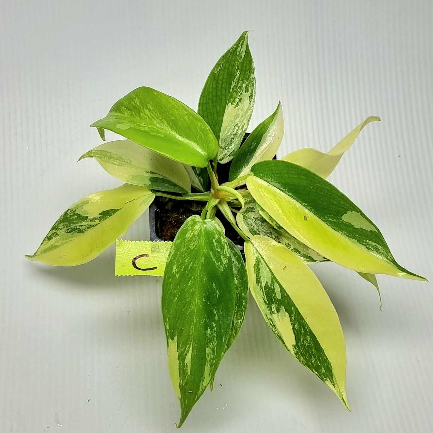 Philodendron squamiferum X P. Florida Beauty Variegated