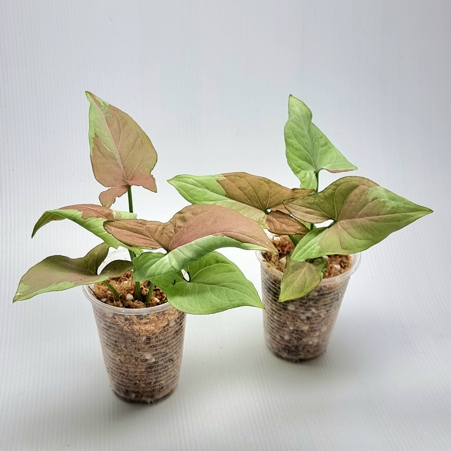 Syngonium Strawberry milk