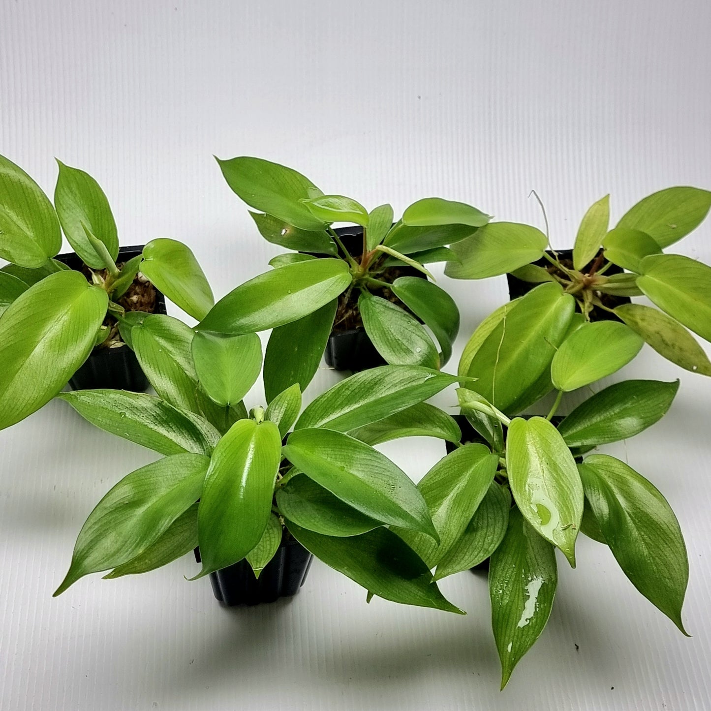 Philodendron squamiferum X P. Florida Beauty