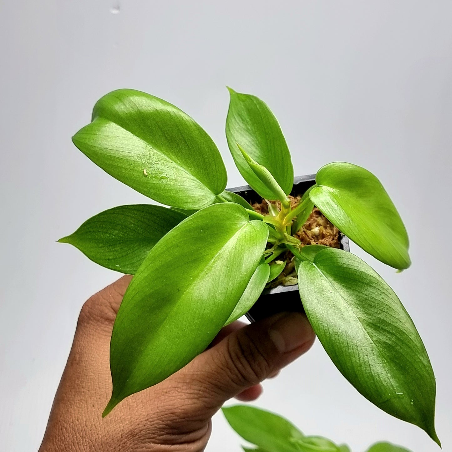 Philodendron squamiferum X P. Florida Beauty