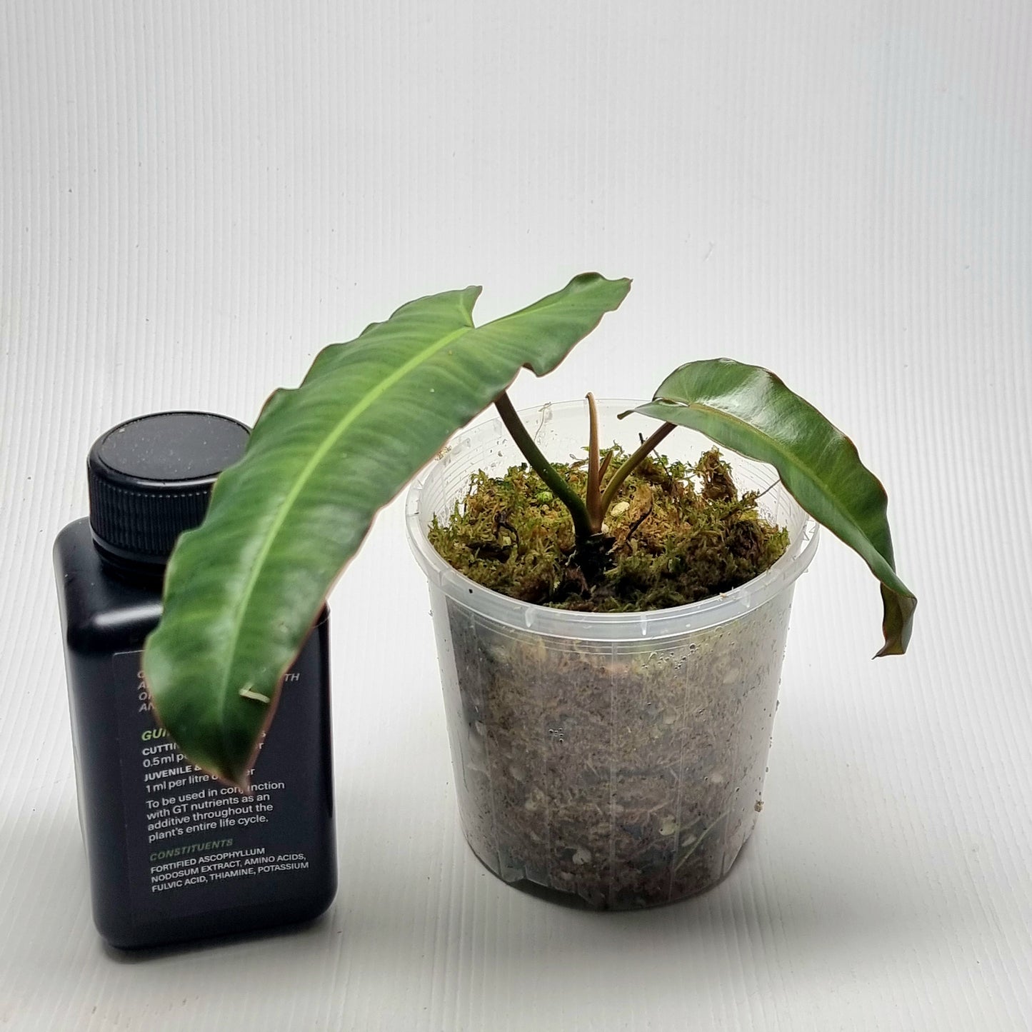 Dark form Philodendron atabapoense AKA black billietiae
