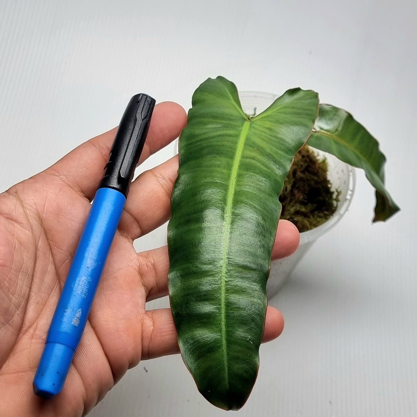 Dark form Philodendron atabapoense AKA black billietiae