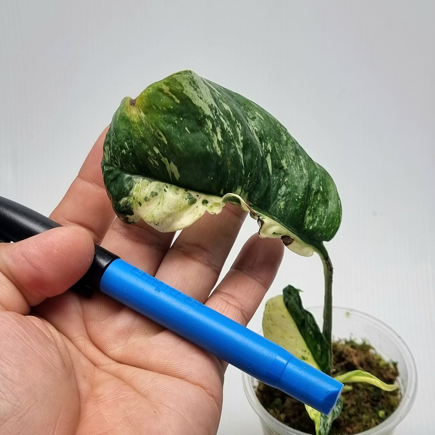 Rhaphidophora puberula Variegated