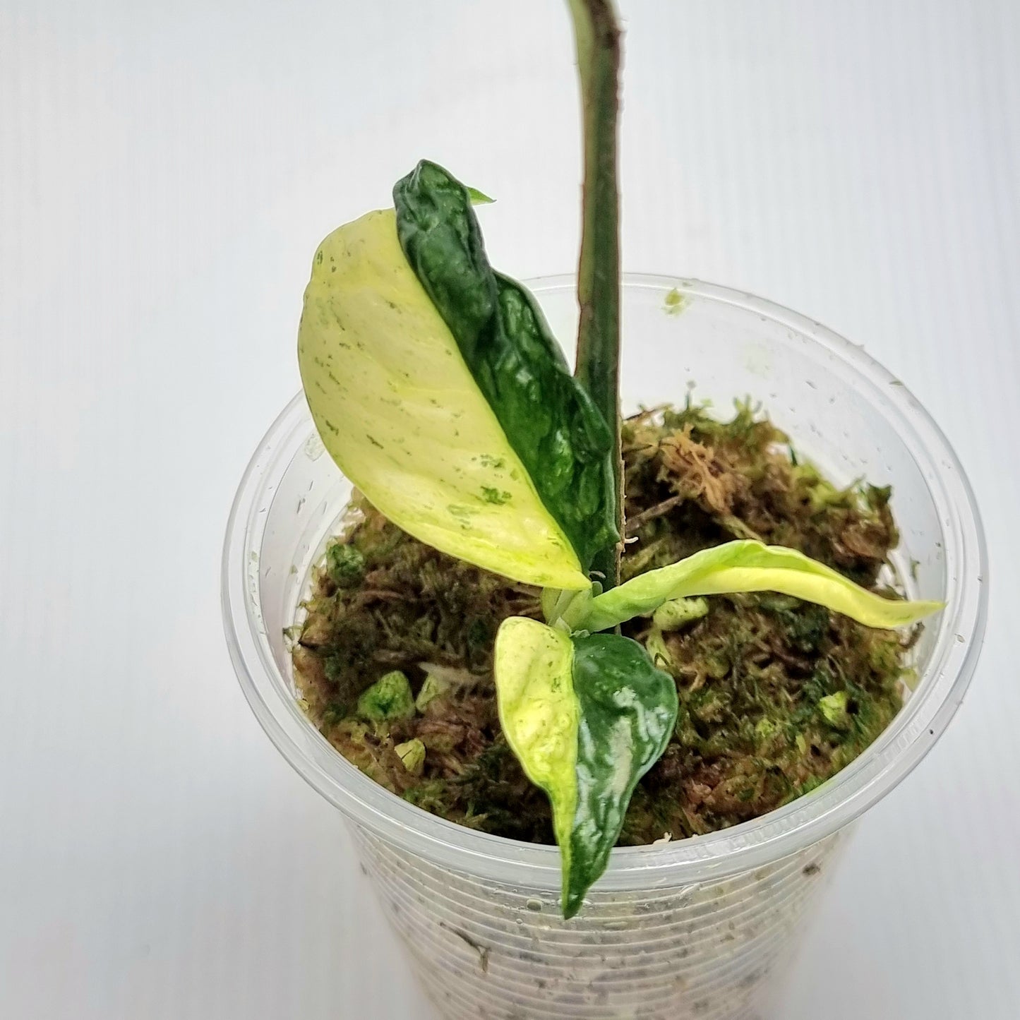 Rhaphidophora puberula Variegated