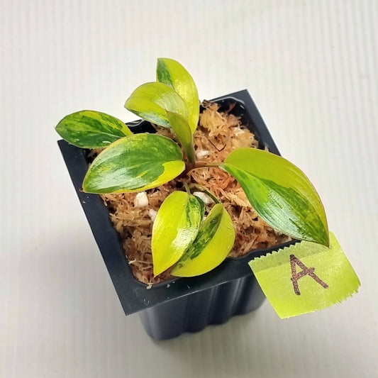 Philodendron Red Congo Variegated