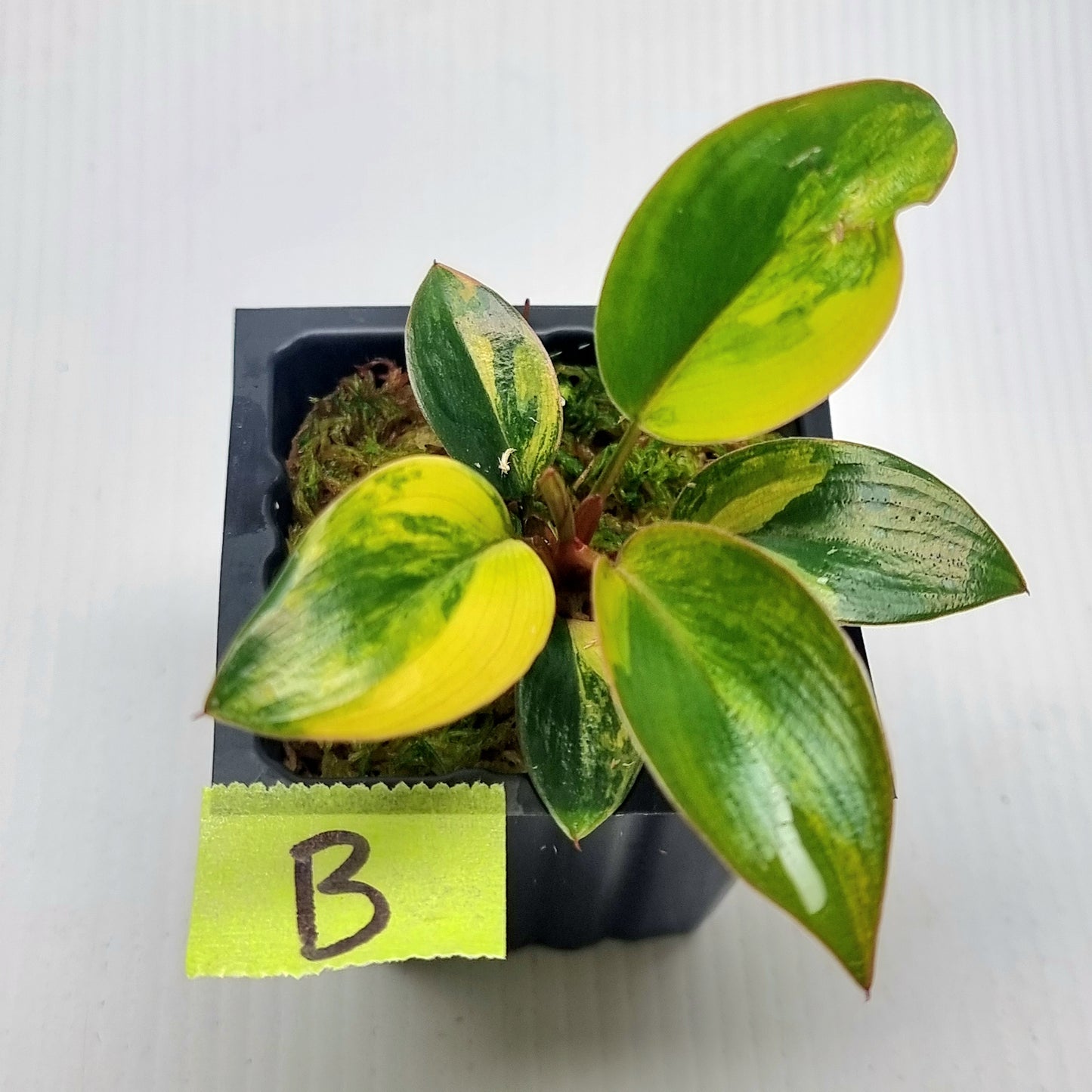Philodendron Red Congo Variegated
