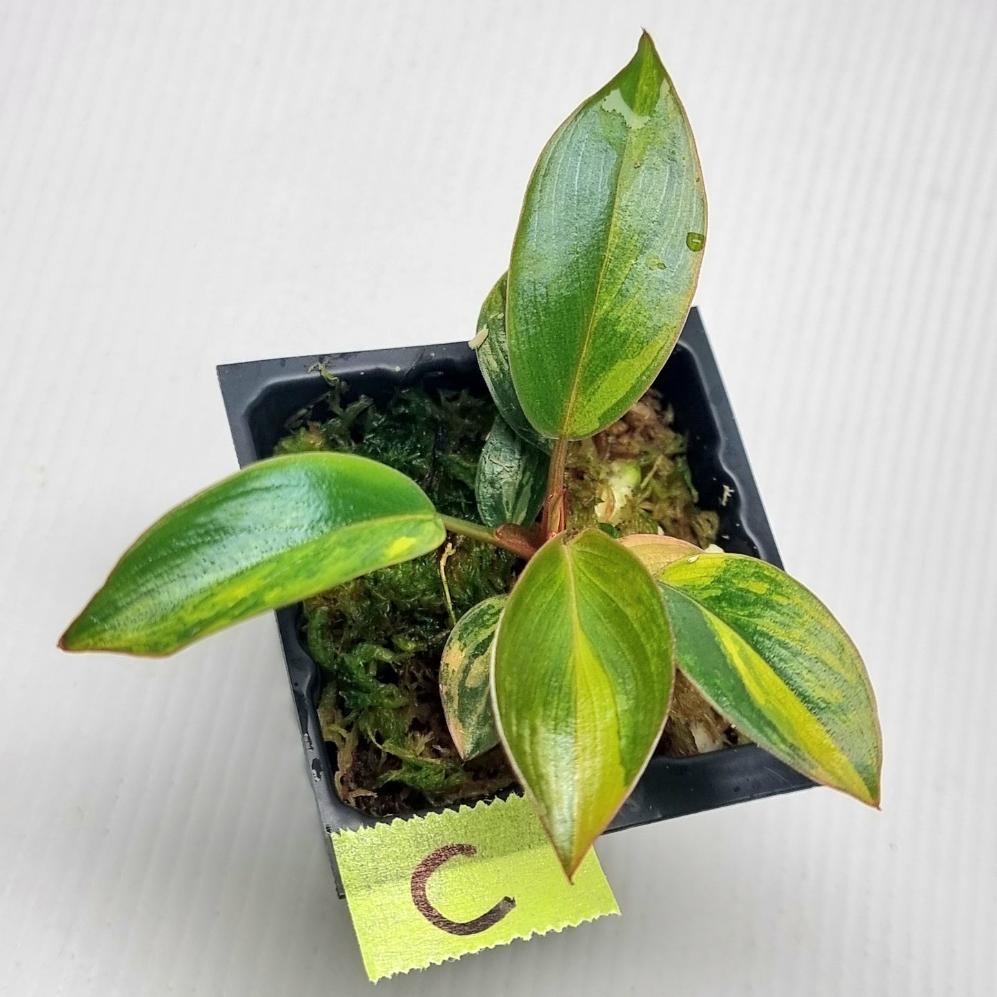 Philodendron Red Congo Variegated