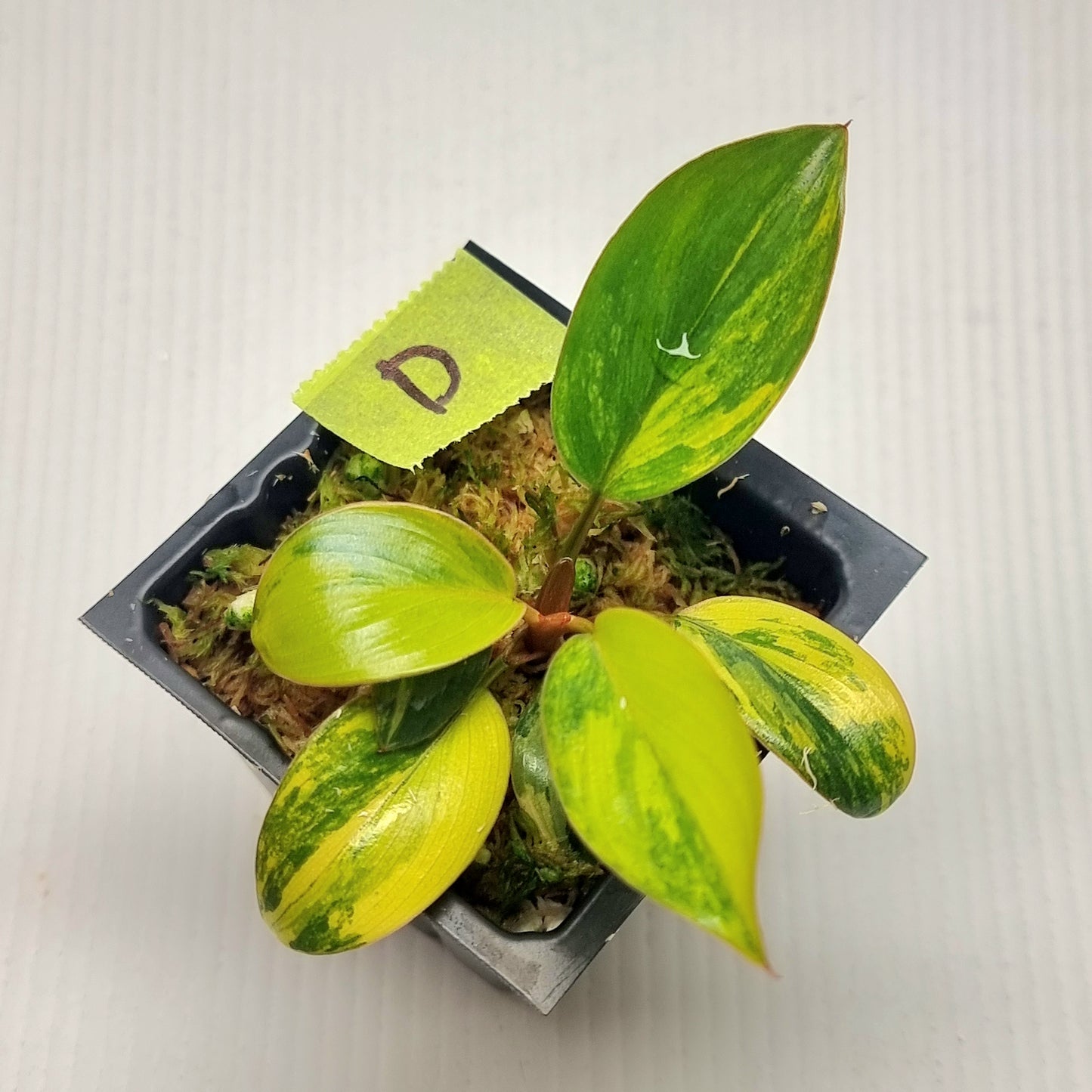 Philodendron Red Congo Variegated