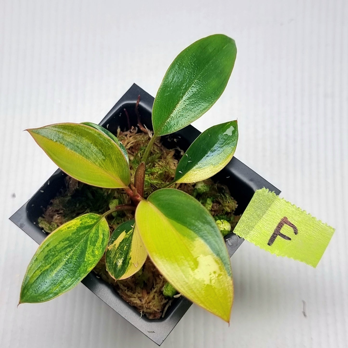 Philodendron Red Congo Variegated