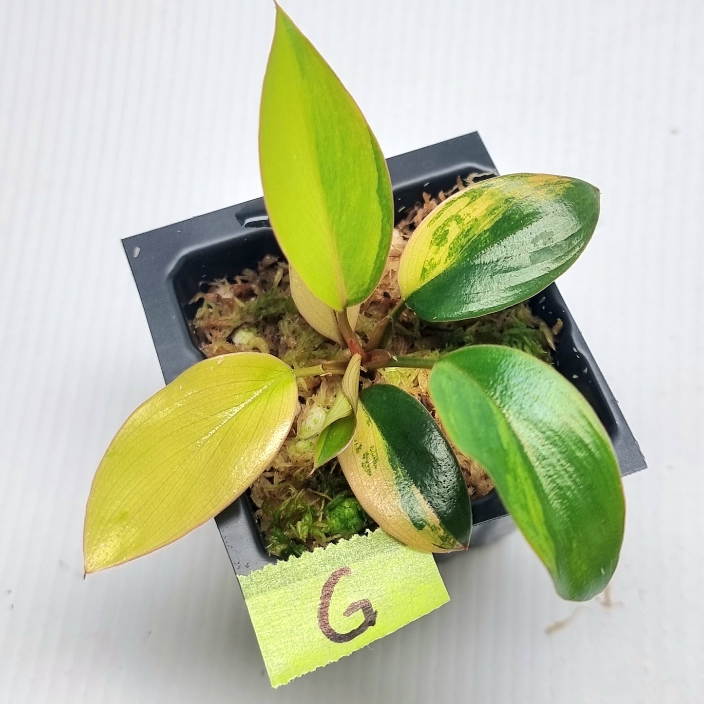 Philodendron Red Congo Variegated