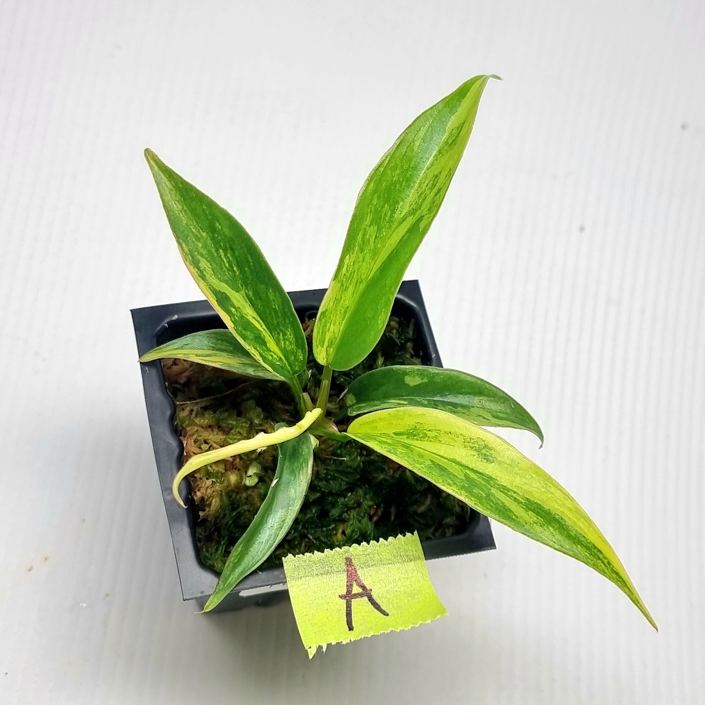Philodendron Florida Beauty x P. tortum Variegated